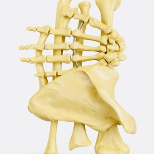 Upper Limb & Hand Model