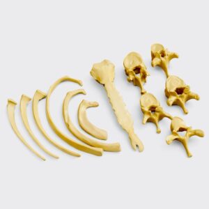 Porcelain Thoracic Model