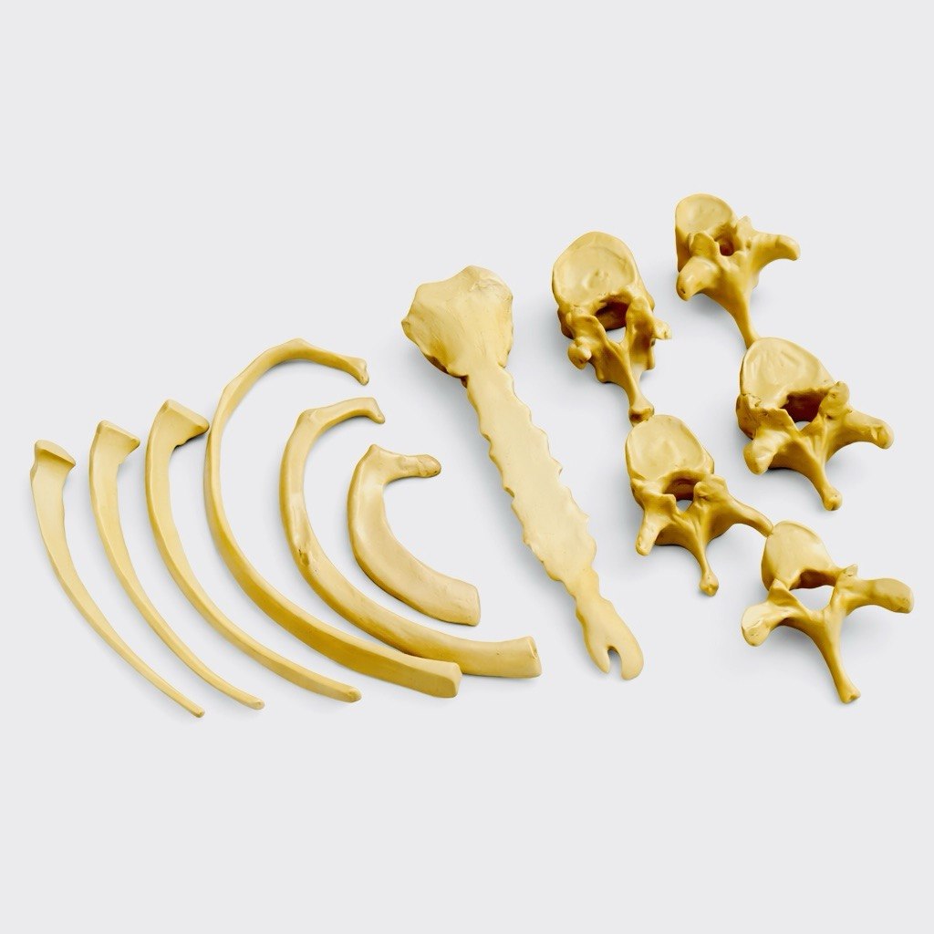 Porcelain Thoracic Model