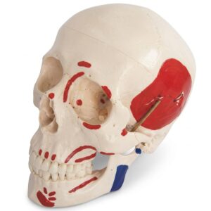 Color-Coded Plastic Skull Model