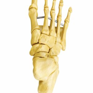 Foot Anatomical Model