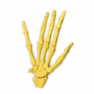 Hand Anatomical Model