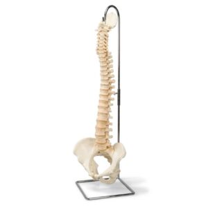 Plastic Spinal Column Model