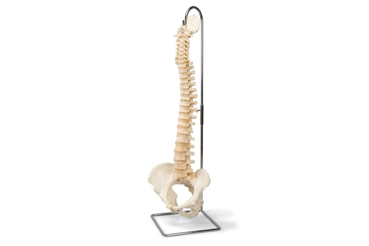 Plastic Spinal Column Model