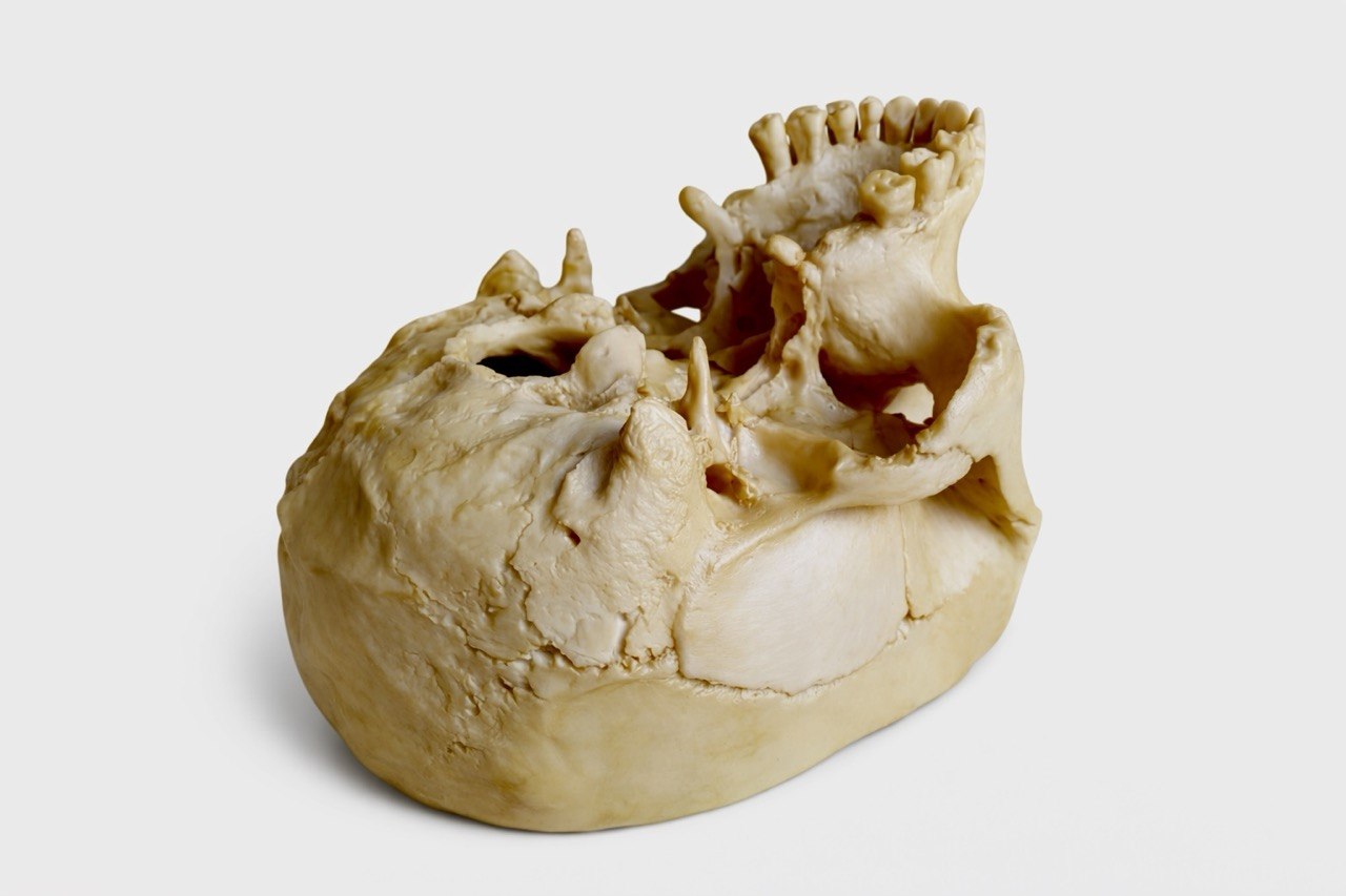 Porcelain Anatomical Skull Model - Image 2