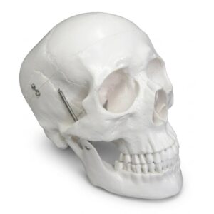 3-Part Standard Plastic Skull Model