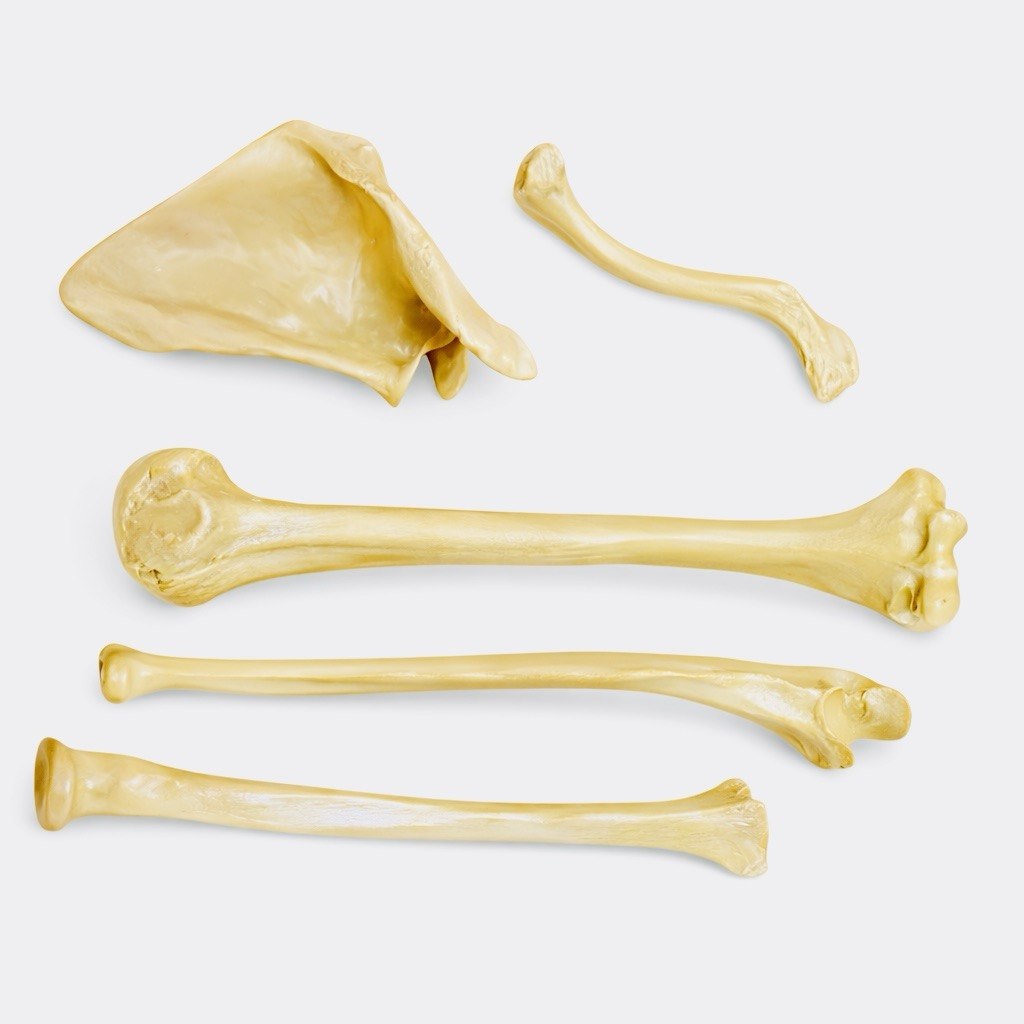 Upper Limb porcelain model