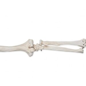 Plastic Upper Limb Bone Model
