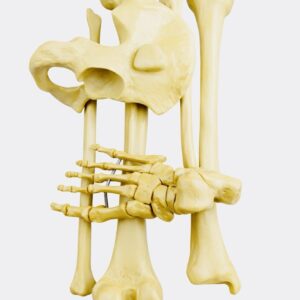 Lower Limb & Foot Model