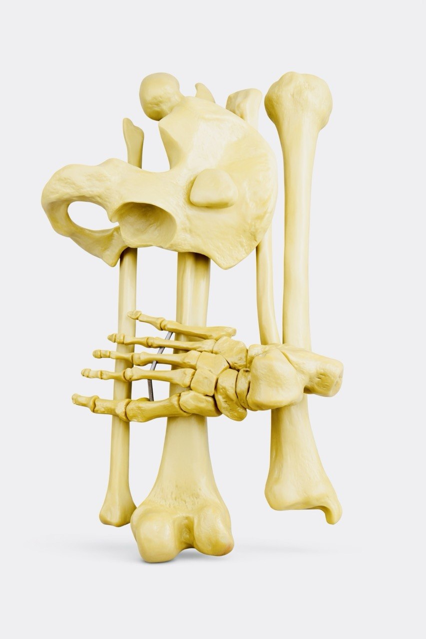 Lower Limb & Foot Model