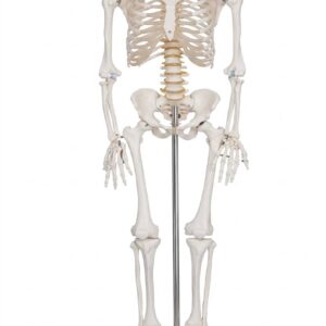 Adult Human Skeleton Model