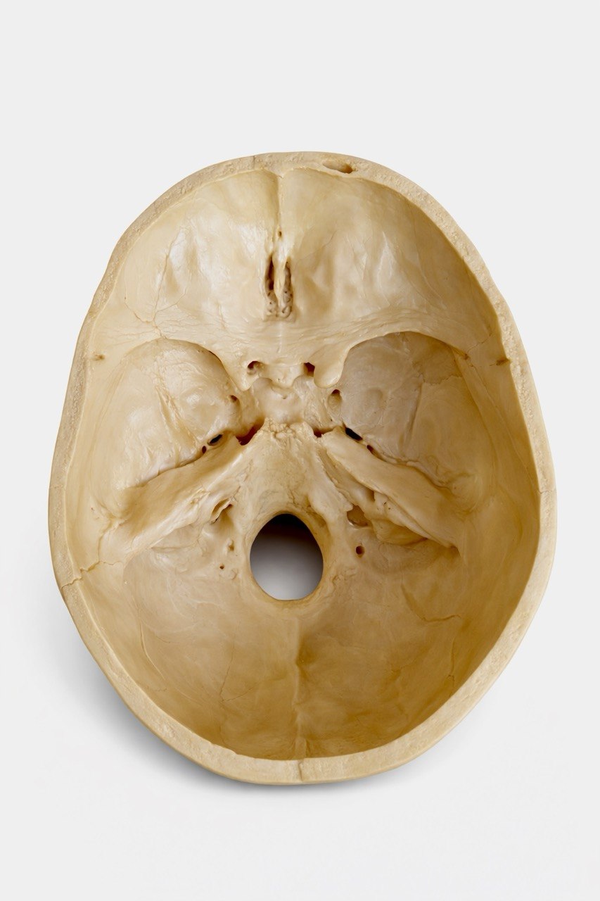Porcelain Anatomical Skull Model - Image 4