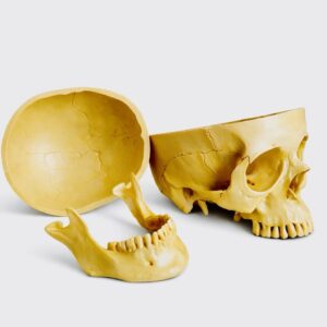 Porcelain Anatomical Skull Model