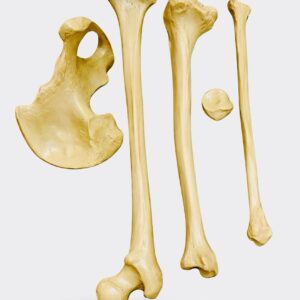 Porcelain Lower Limb  Model