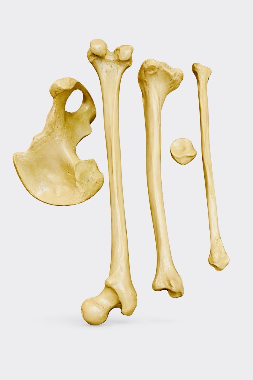 Porcelain Lower Limb Model