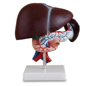 Liver Anatomical Model